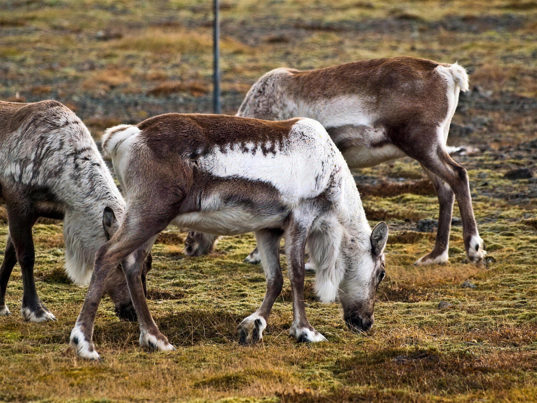 Landslagið umhverfis Nýpugarða